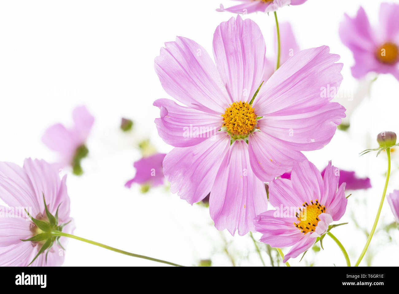 Garten Kosmos oder mexikanischen Aster, Cosmos Bipinnatus Stockfoto