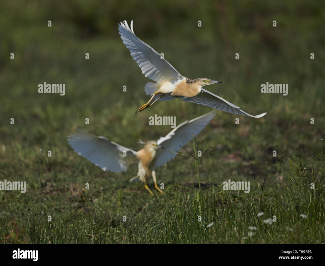 Squacco Heron, Ardeola ralloides, Ost Europa Stockfoto