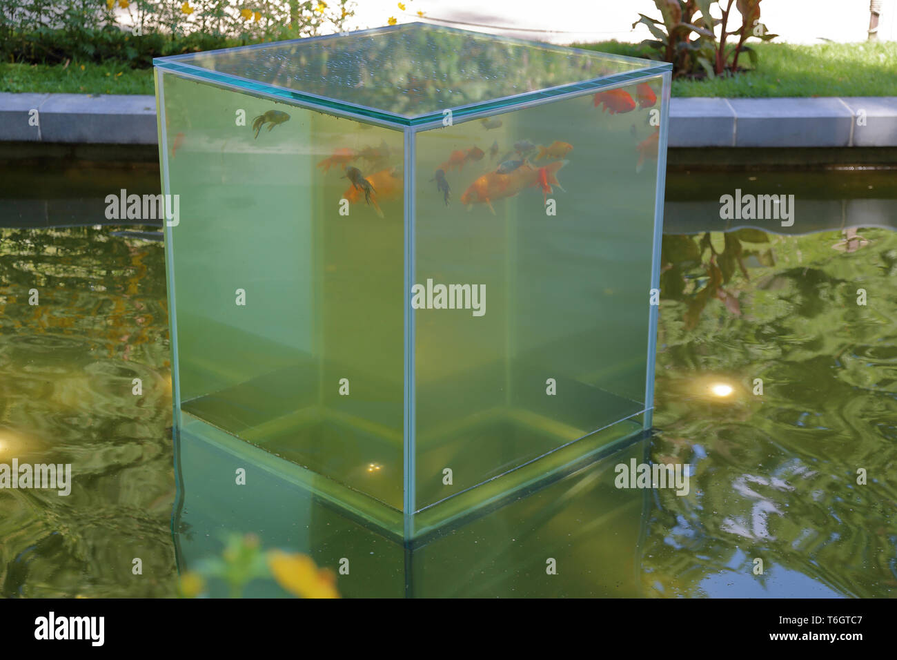 Seltsame Glas Aquarium mit Fischen Stockfoto