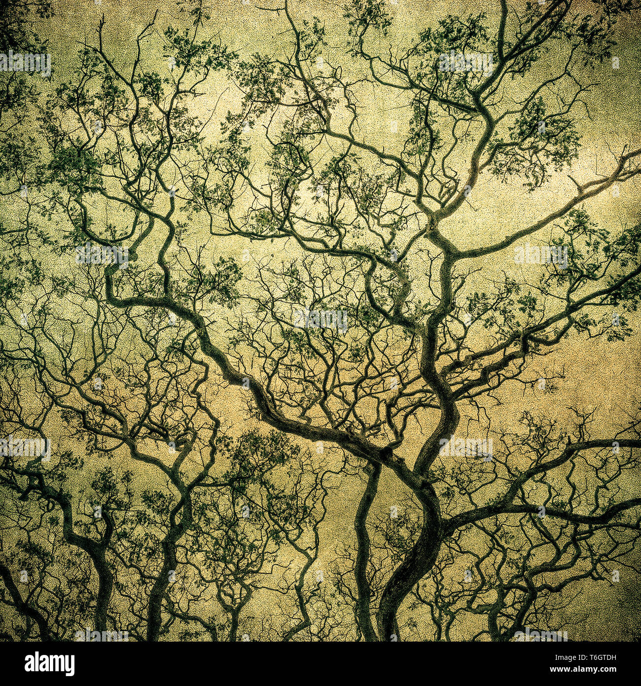 Grunge Bild des dunklen Waldes, perfekten Halloween-Hintergrund Stockfoto