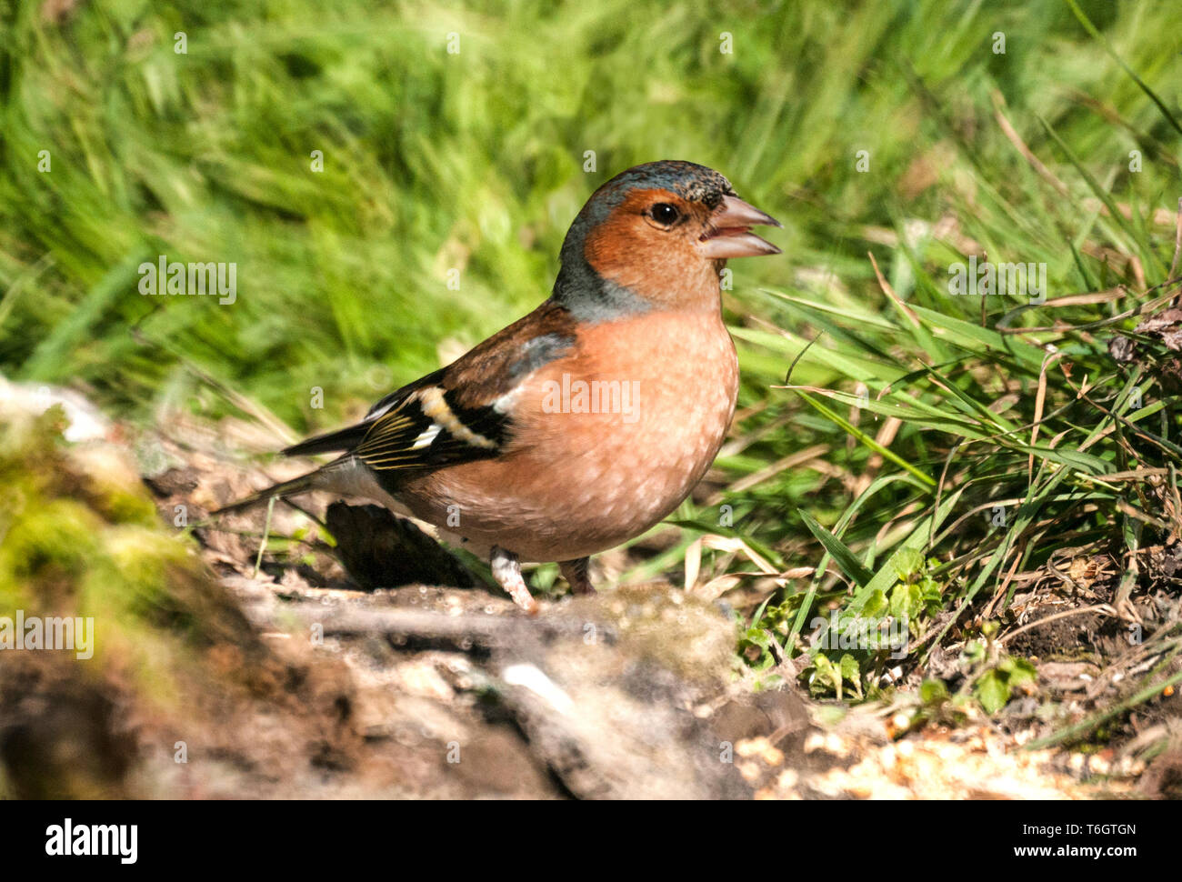 Buchfink (Fringilla coelebs) Mann auf der Suche nach Nahrung die Erde. Südwesten Frankreich. Stockfoto