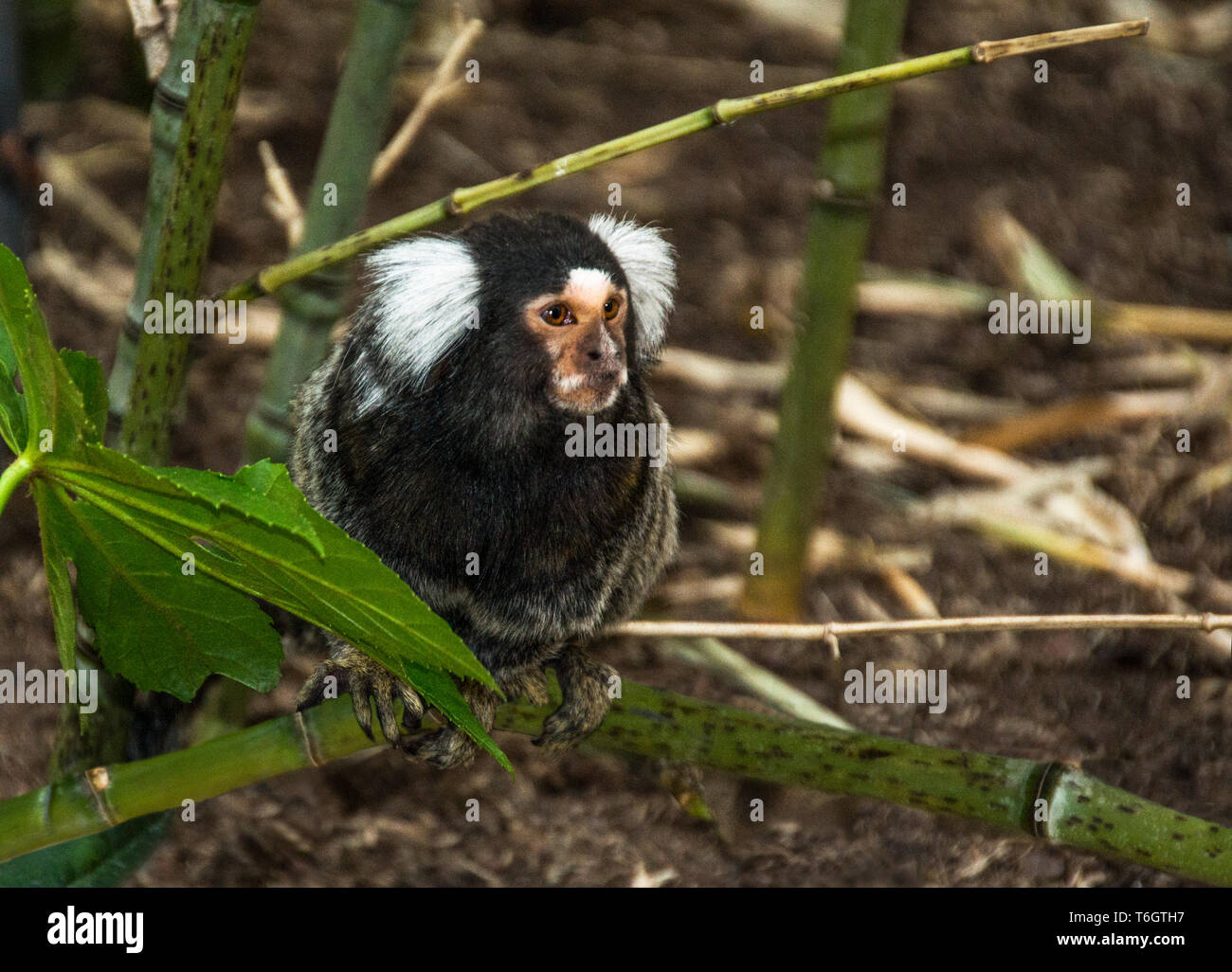 Gemeinsame Marmosetten (Callithrix jaccus geführt). Im zoo Fotografiert an Argeles-Gazost. Südwesten Frankreich. Stockfoto