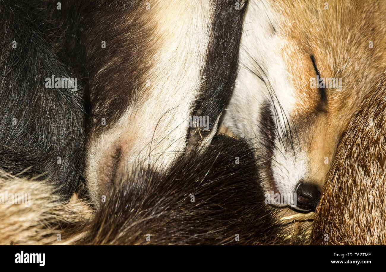 Die Red Fox (Vulpes vulpes) gefunden, wild in Eurasien, Nordafrika und Nordamerika. Das ist eine künstliche Höhle. ein Dachs teilt die Höhle. Stockfoto