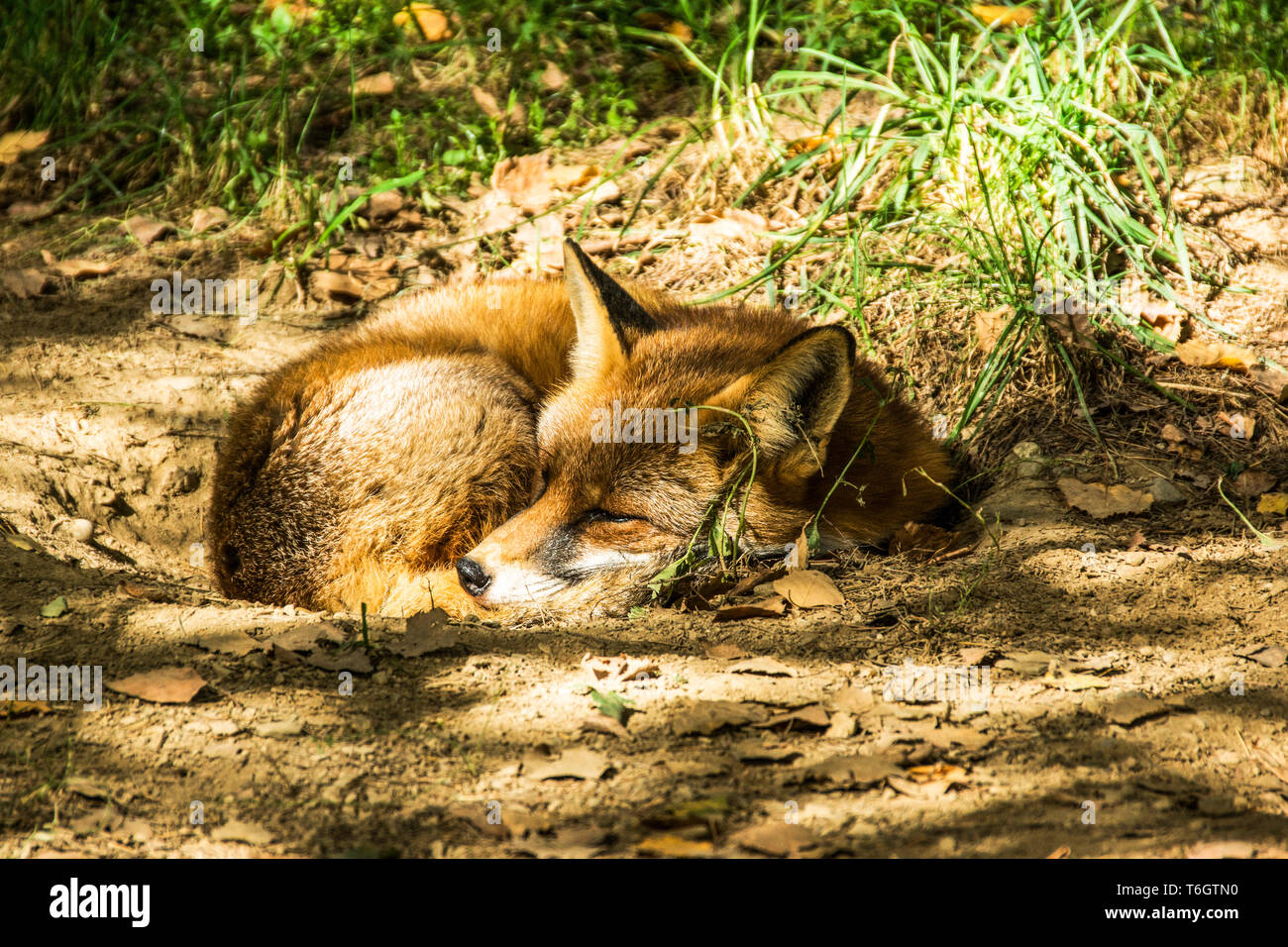 Die Red Fox (Vulpes vulpes) gefunden, wild in Eurasien, Nordafrika und Nordamerika. Stockfoto