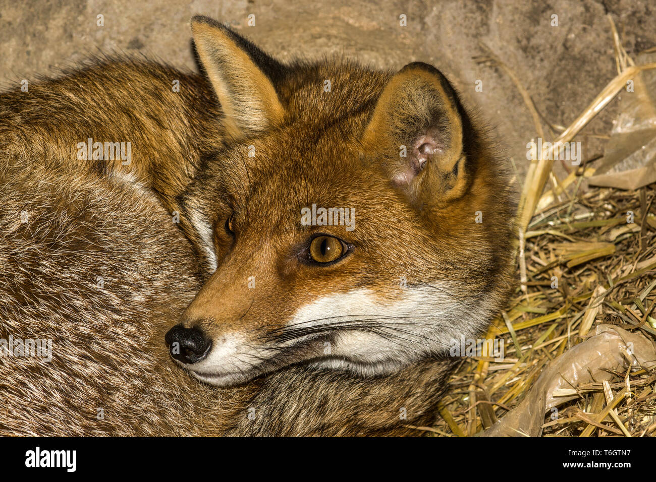 Die Red Fox (Vulpes vulpes) gefunden, wild in Eurasien, Nordafrika und Nordamerika. Dieses Tier ist in einer künstlichen Höhle. Stockfoto