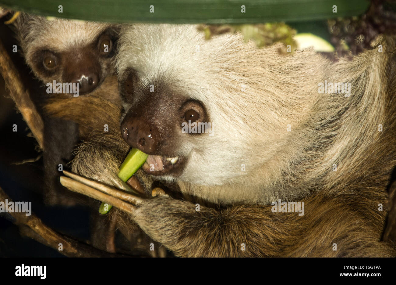 Hoffmann Zwei-toed Sloth (Choloepus hoffmanni). Weibchen mit Jungen. in Stockholm Zoo. Schweden fotografiert. Stockfoto