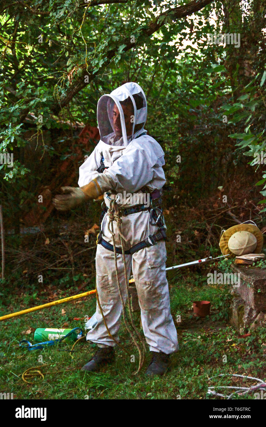 Asiatische Hornisse (Vespa velutina) Jetzt ein schädling Arten in Frankreich in diesem riesigen Nest in einer Eiche aus meinem Garten im Südwesten Frankreichs entfernt wird. Stockfoto