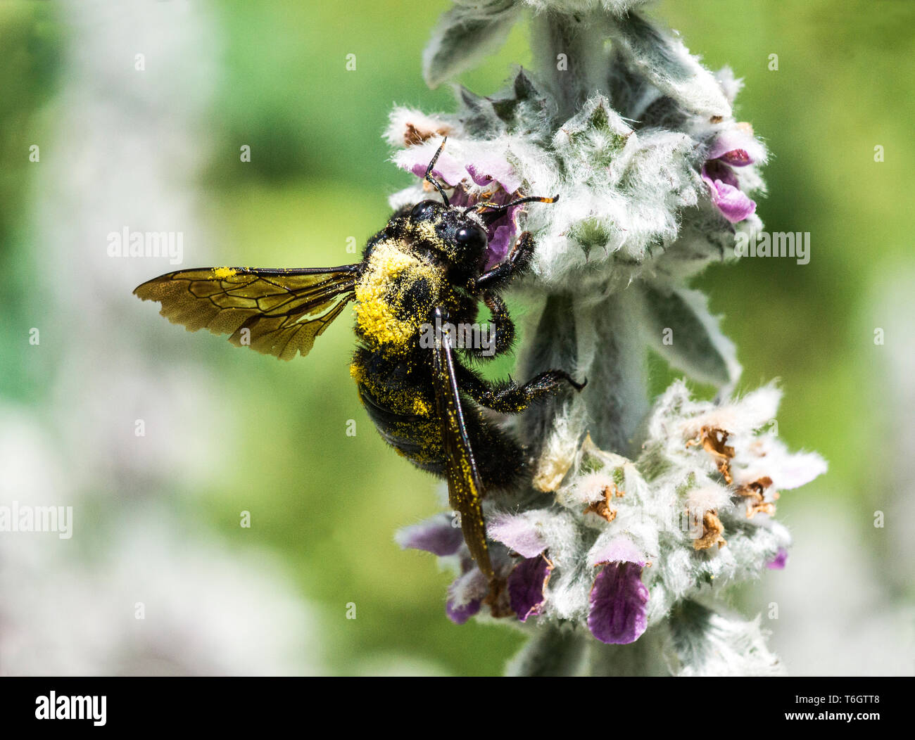 Carpenter Bee (Xylocopa Valga) Dieses große Biene ist hier ein Lamm auf der Zunge (Stachy lanata) Pflanze Stockfoto