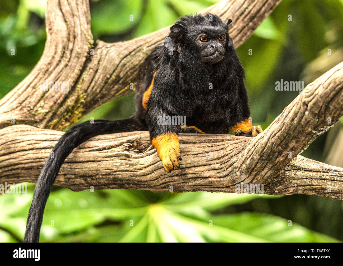 Red-handed Tamarin (Saguinus Midas). in der argeles-gazost Zoo im Südwesten Frankreich fotografiert. Stockfoto