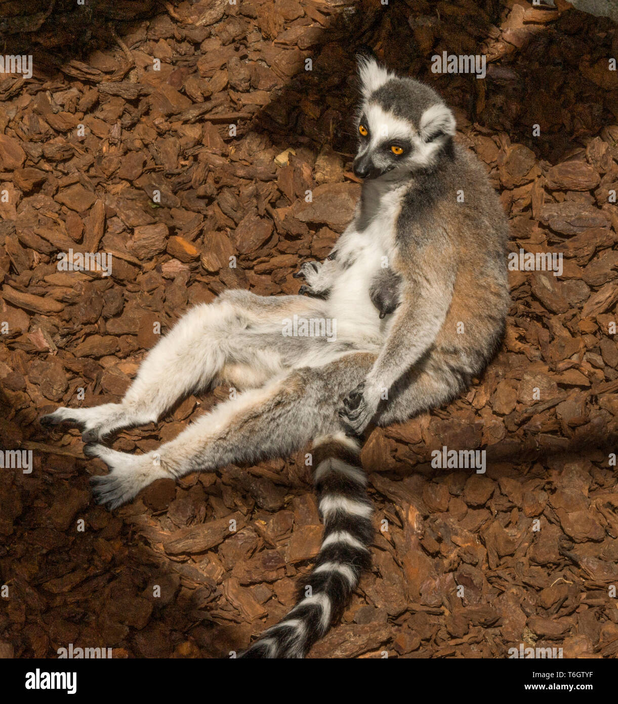 Ring-tailed Lemur (Lemur catta). In Stockholm Zoo. Schweden fotografiert. Stockfoto