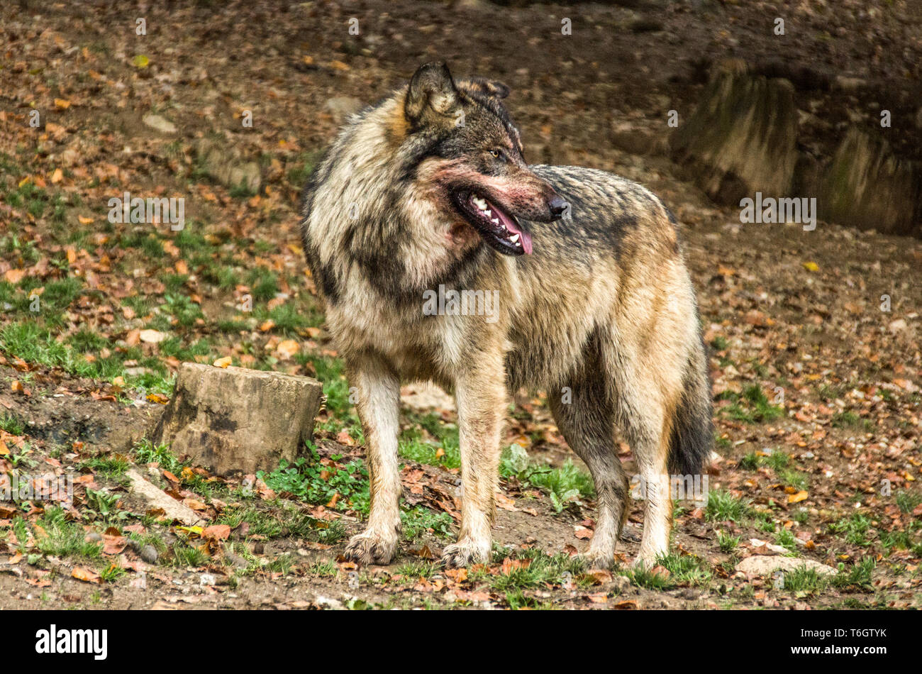 Wolf (Canis lupus). Pack Fütterung auf ein Sika Hirsch (Cervus Nippon). Stockfoto