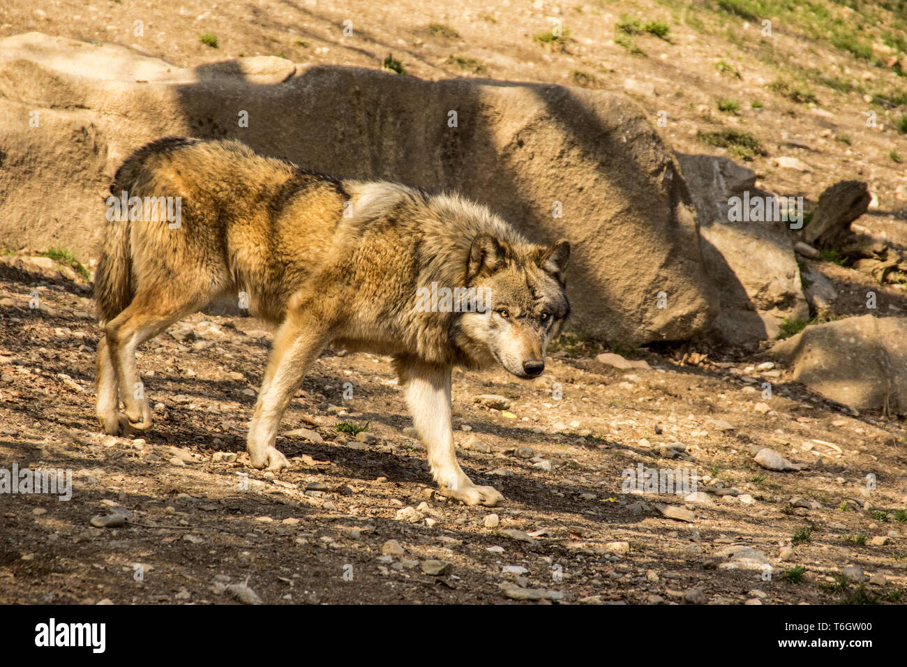 Wolf (Canis lupus). Pack Fütterung auf ein Sika Hirsch (Cervus Nippon). Stockfoto