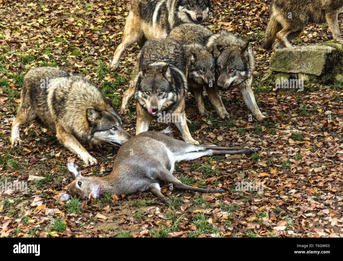 Wolf (Canis lupus). Pack Fütterung auf ein Sika Hirsch (Cervus Nippon). Stockfoto