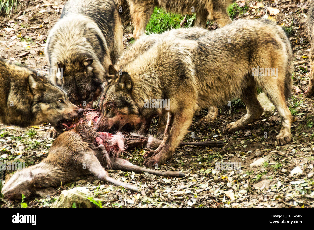 Wolf (Canis lupus). Pack Fütterung auf ein Sika Hirsch (Cervus Nippon). Stockfoto