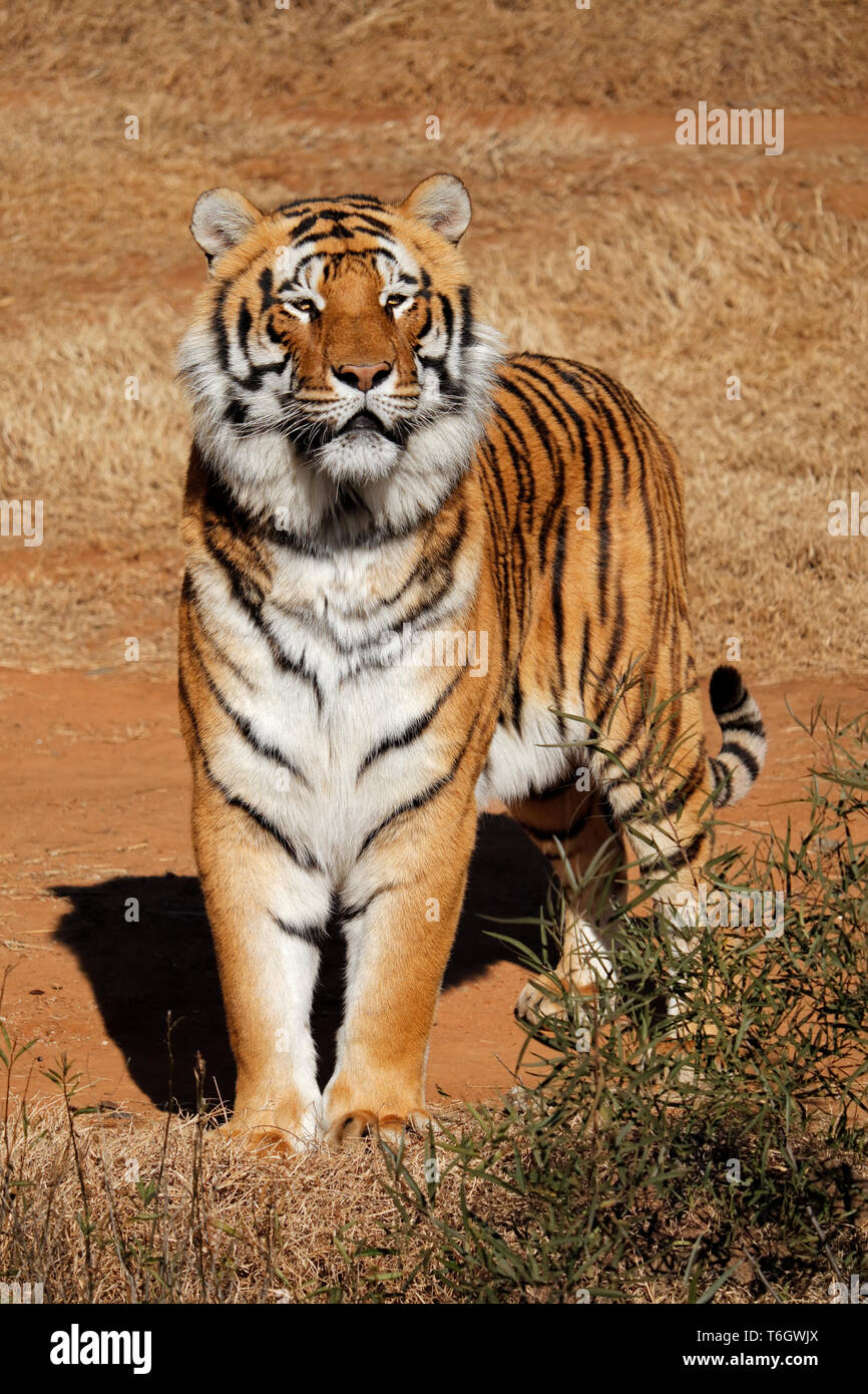 Alert Bengal Tiger (Panthera tigris Bengalensis) im frühen Morgenlicht Stockfoto