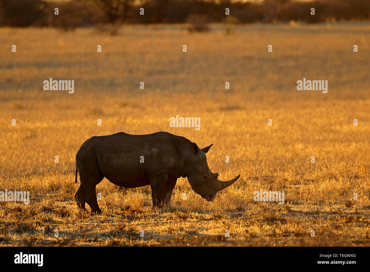 Silhouette eines weißen Nashörner (Rhinocerotidae)) bei Sonnenuntergang, Südafrika Stockfoto