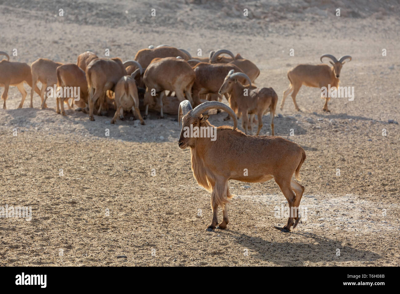 Sir Bani Yas Island, das Arabian Wildlife Park, Abu Dhabi, VAE Stockfoto