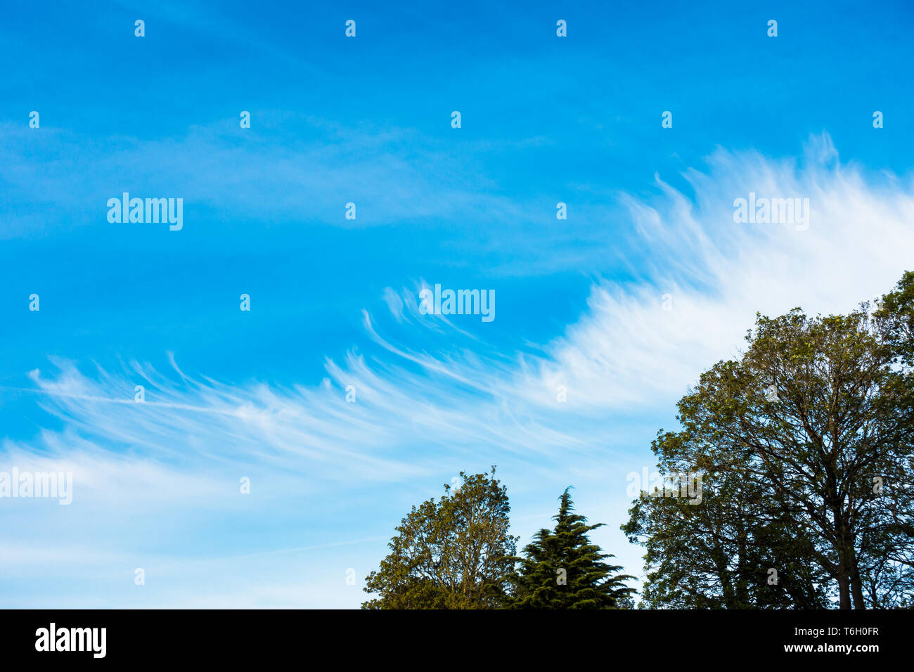Ungewöhnliche, merkwürdige Wolkenbildung über einen blauen Himmel mit Chemtrails, Kondensstreifen und Bäumen. Stockfoto