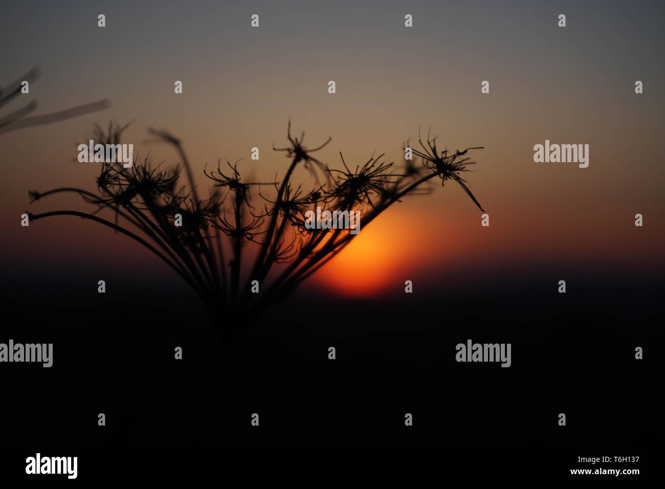 Gras mit Sonnenuntergang im Hintergrund Stockfoto