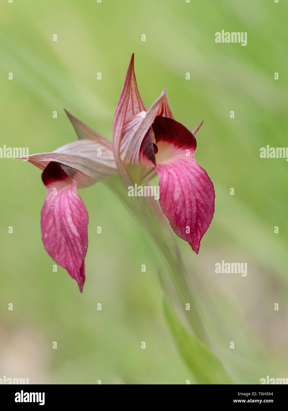 Serapias Lingua Zunge Orchidee. Defokussiertem Hintergrund. Stockfoto