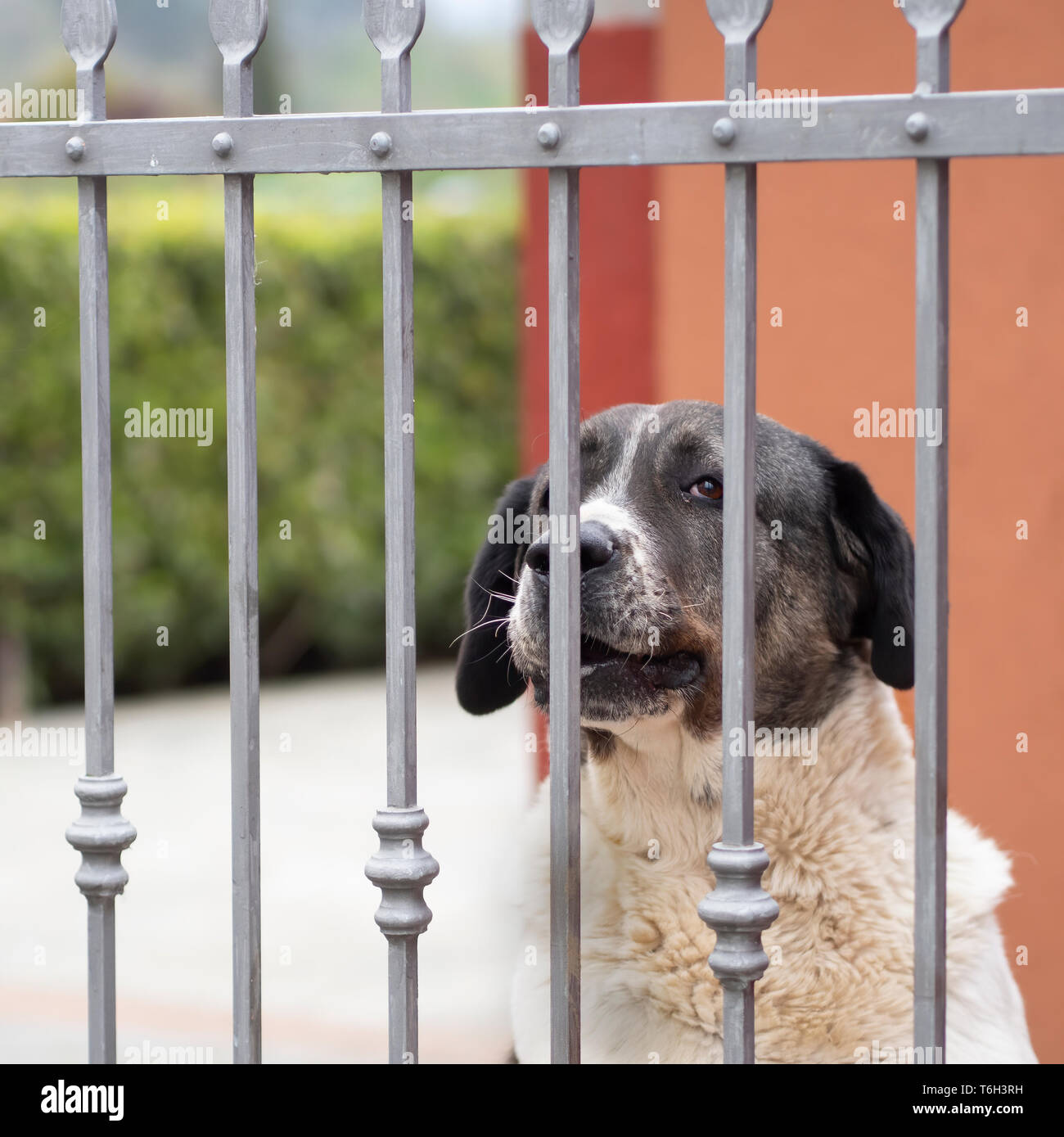 Großer Hund im Garten, Hof Tor, für Sicherheit und pet. Stockfoto