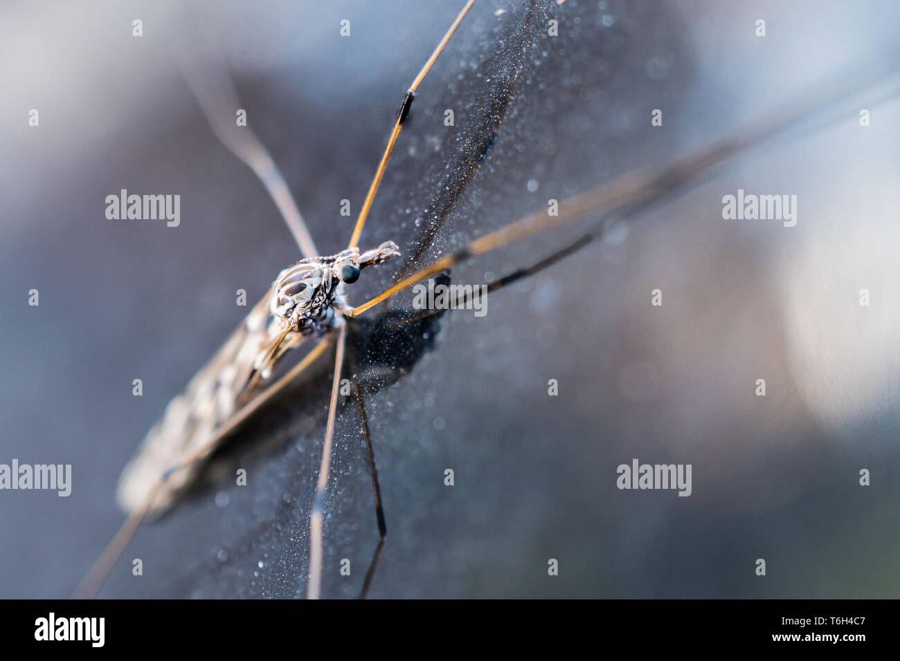 Makroaufnahme von Cranefly auf reflektierende Oberfläche. Stockfoto