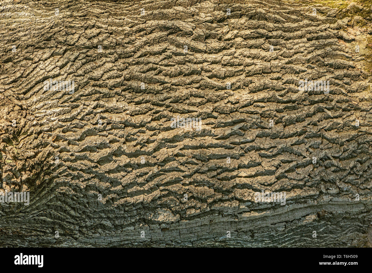 Textur der alten Eiche in den tiefen Wald. Stockfoto