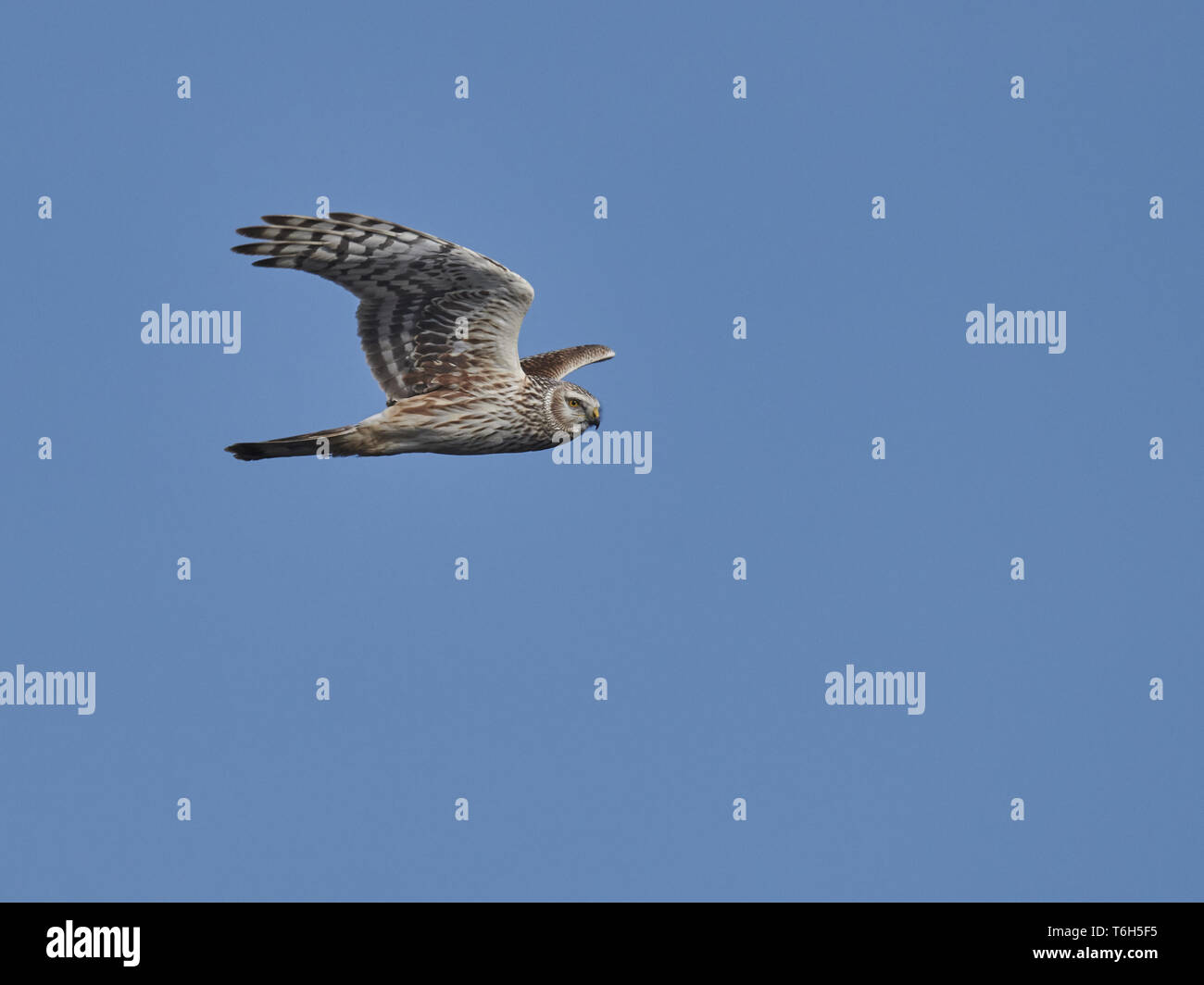 Eurasischen Rohrweihe [Circus aeruginosus] Stockfoto