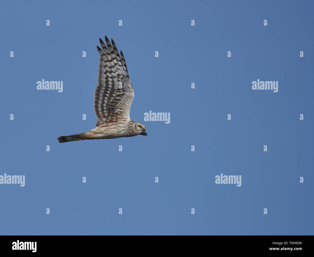 Eurasischen Rohrweihe [Circus aeruginosus] Stockfoto