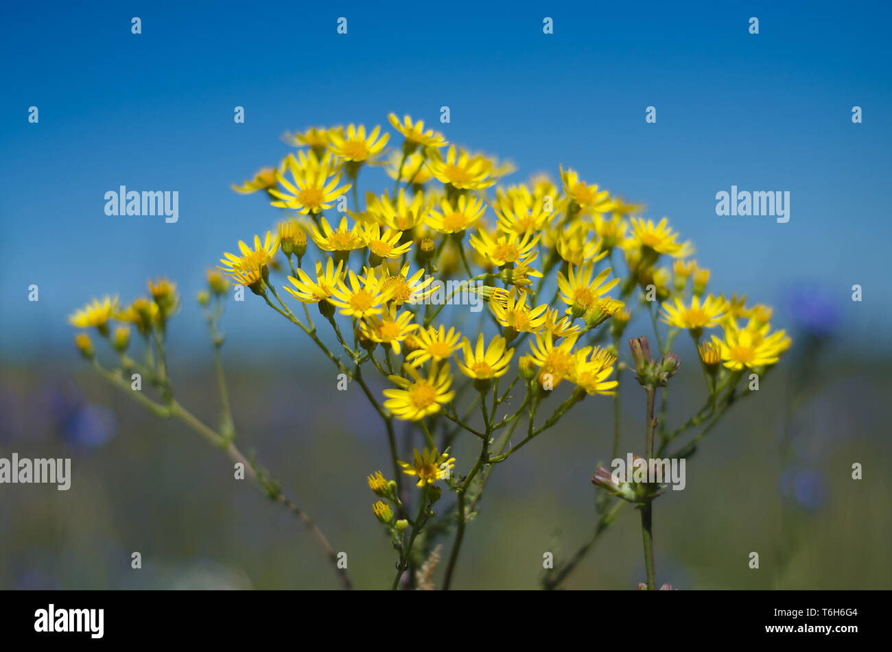 Helle gelbe Blumen in Feld am blauen Himmel Hintergrund im sonnigen Sommertag Stockfoto