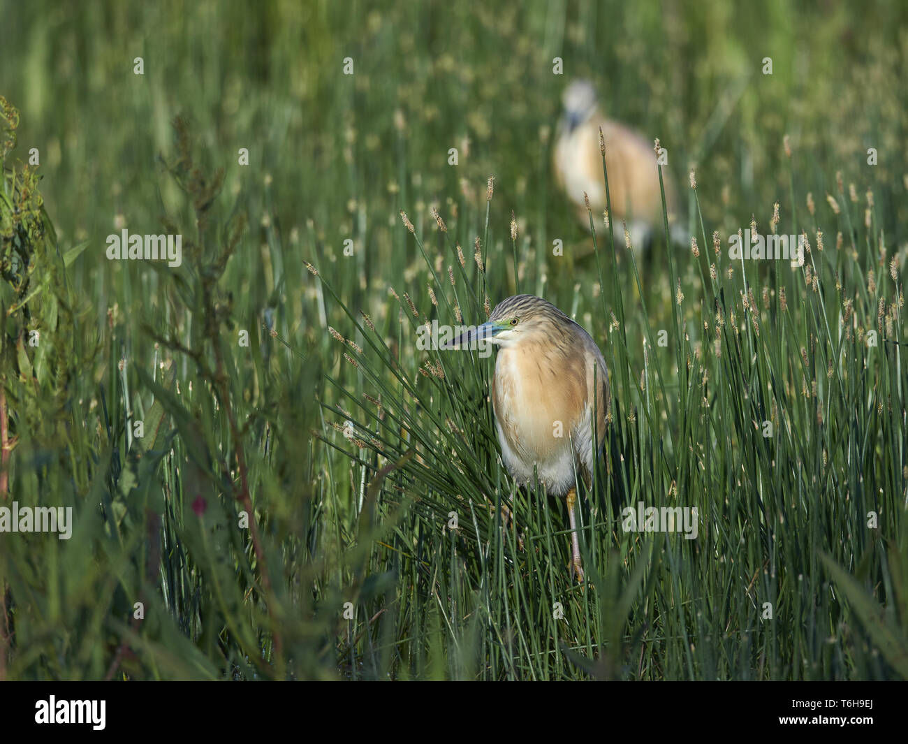 Squacco Heron, Ardeola ralloides, Ost Europa Stockfoto