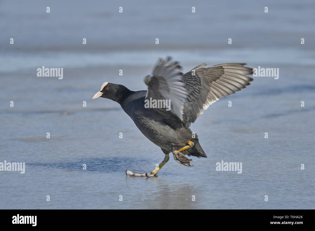 Eurasischen Blässhuhn, Fulica atra, Deutschland Stockfoto