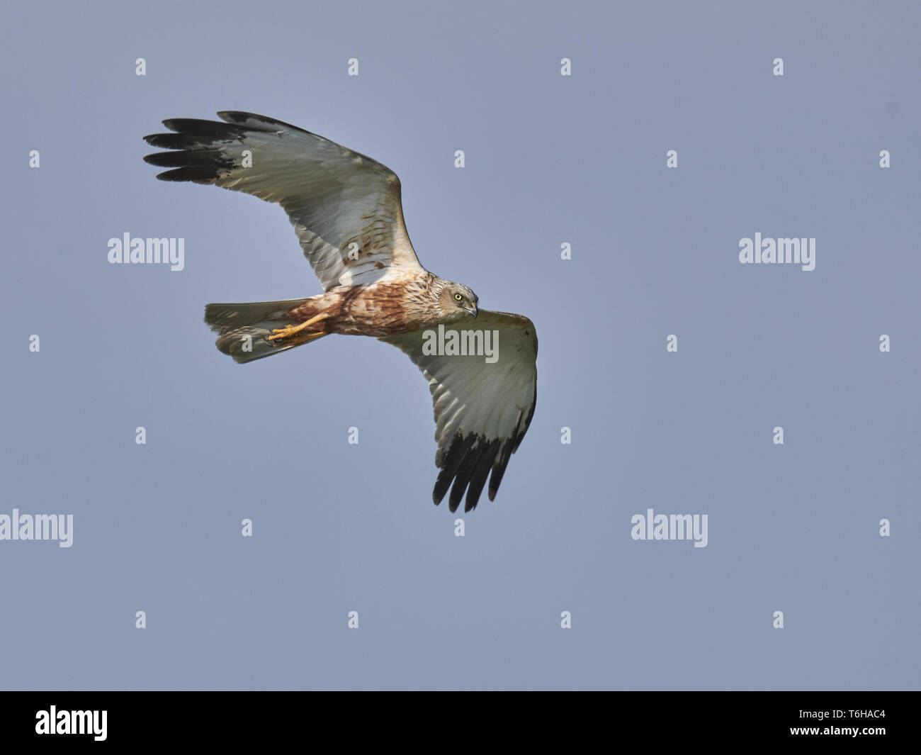 Eurasischen Rohrweihe [Circus aeruginosus] Stockfoto