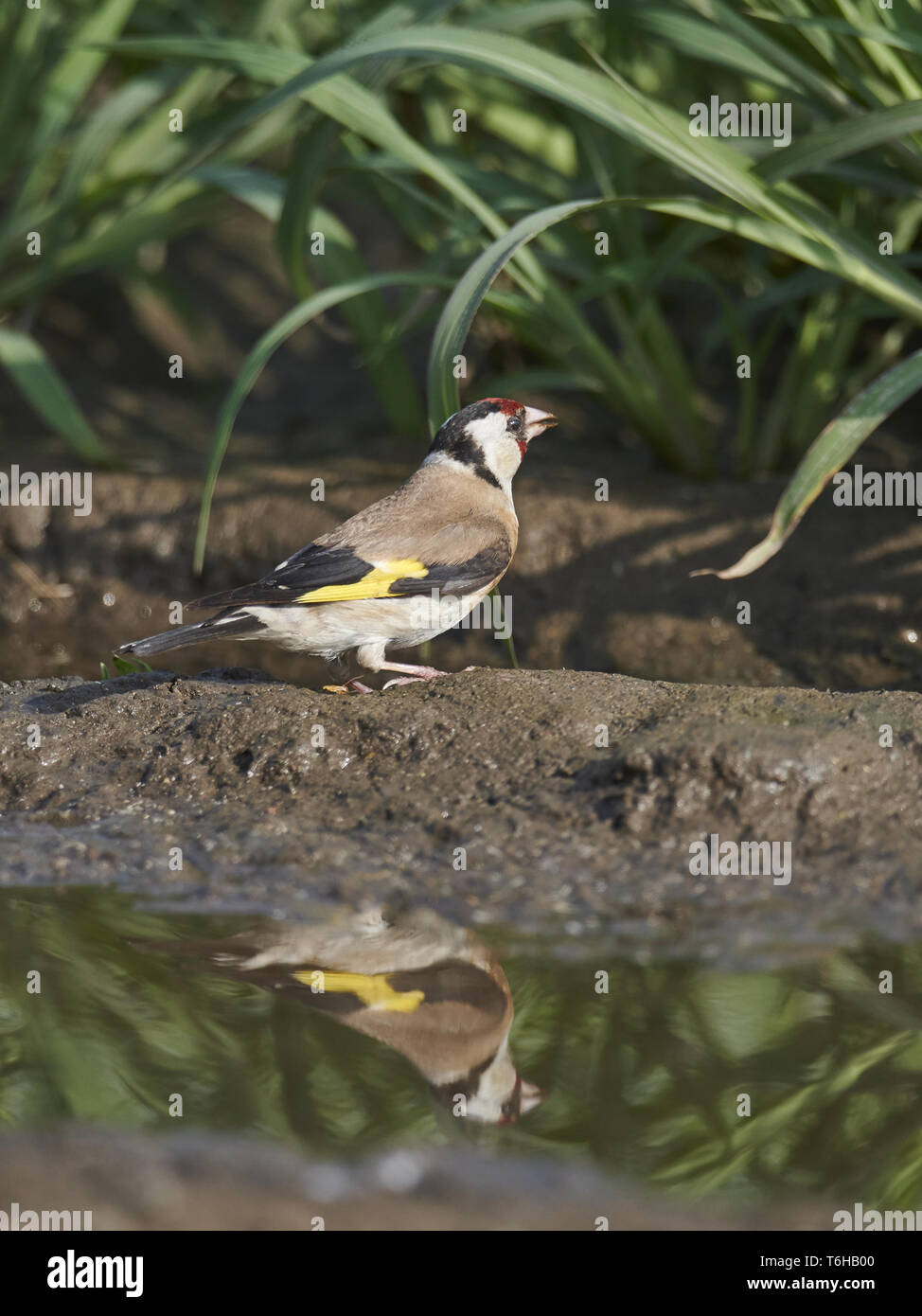Europäische Stieglitz, Carduelis carduelis Stockfoto