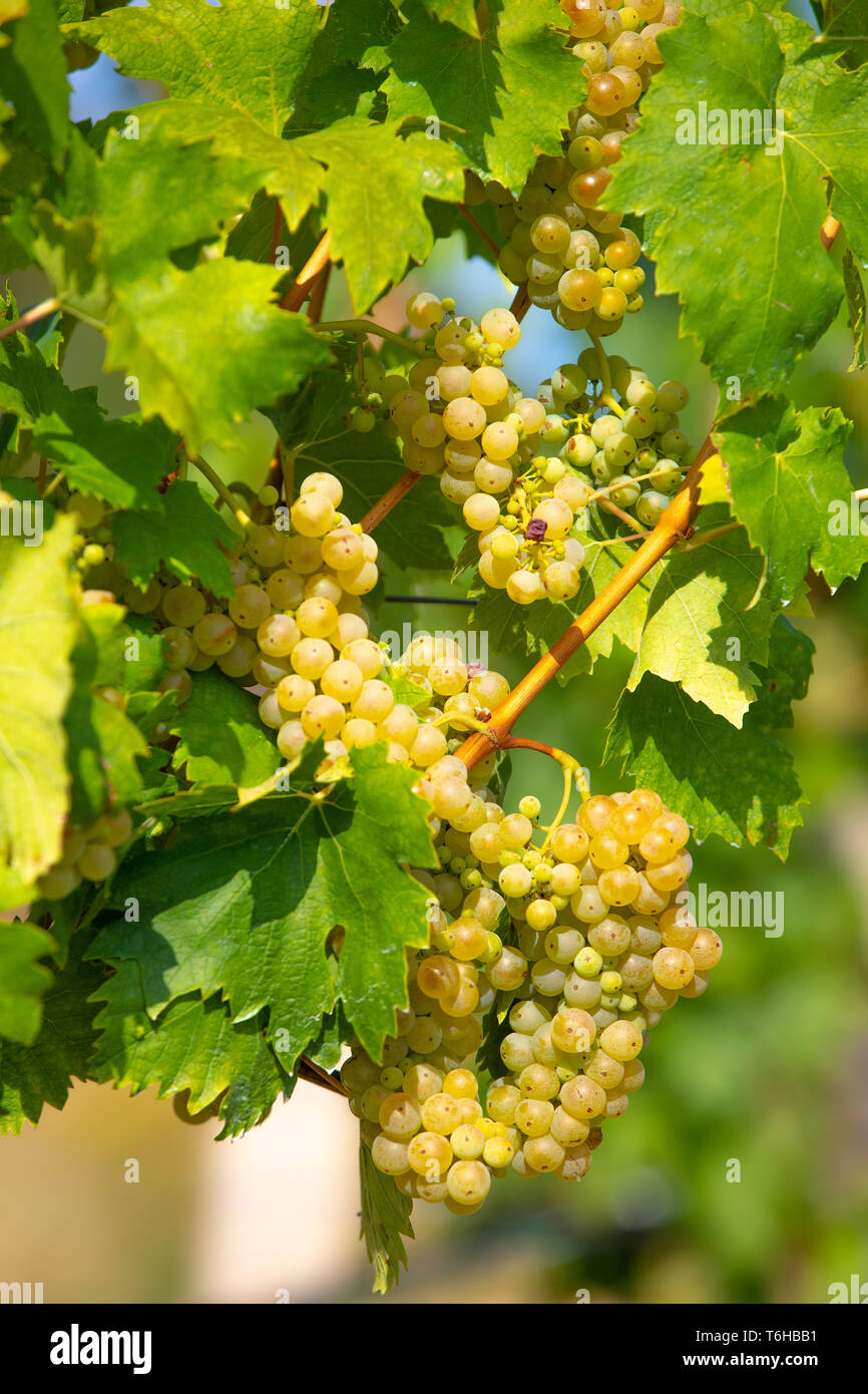 Wein aus Weintrauben Auf Palava Weinberge, Tschechische Republik Stockfoto