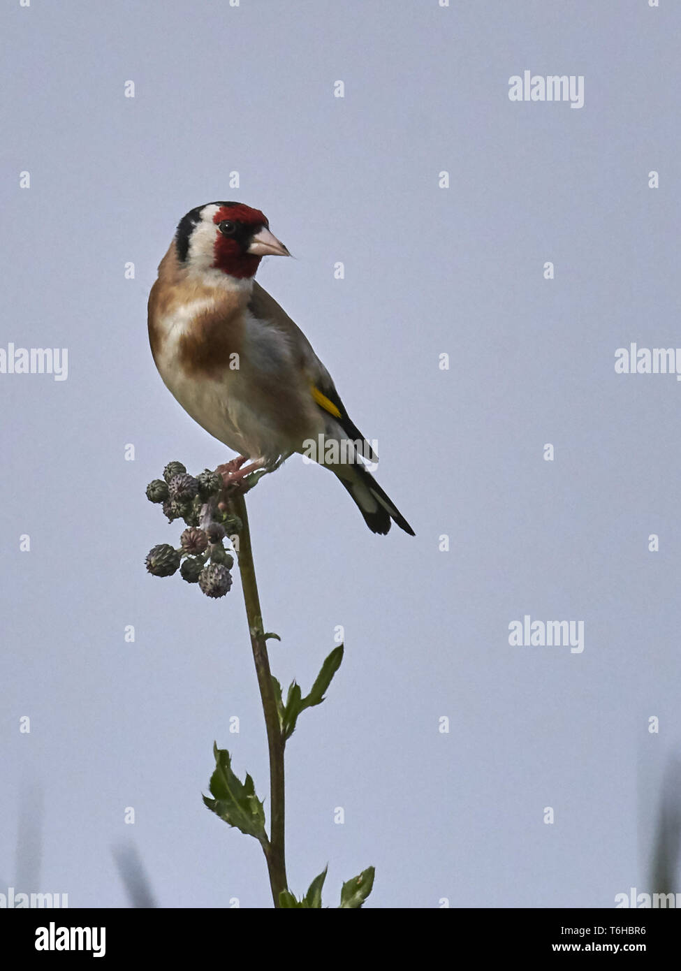 Europäische Stieglitz, Carduelis carduelis Stockfoto