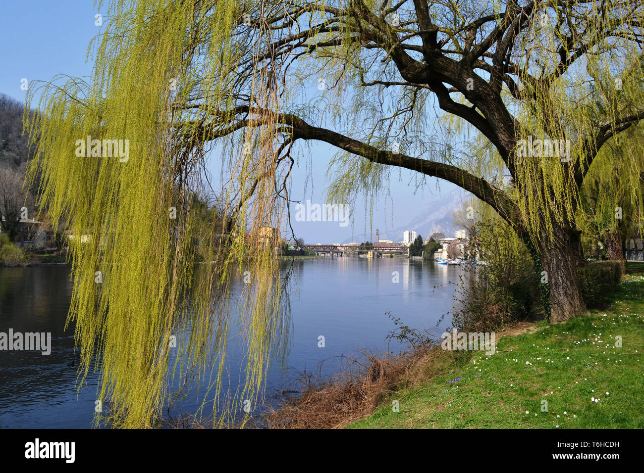 Landschaft mit dem Fluss Adda Abstieg grüne Wiese, die Ufer mit großen Willow Tree grüne Zweige, blaue Wasser des Flusses, sonnigen Himmel und Blick nach Lecco. Stockfoto