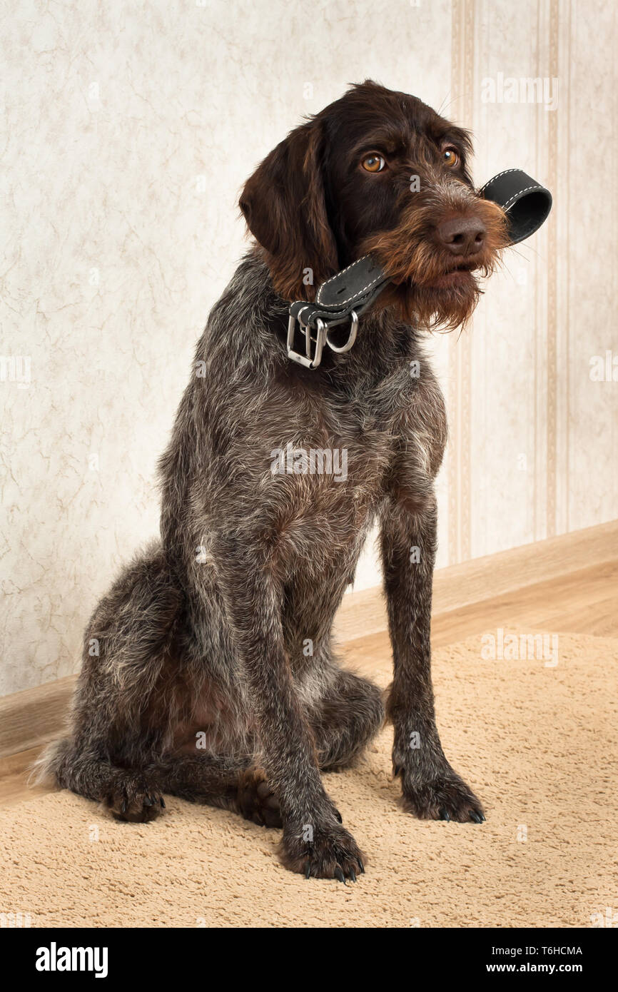 Jagdhund brachte seine Hundehalsband für den Eigentümer Stockfoto