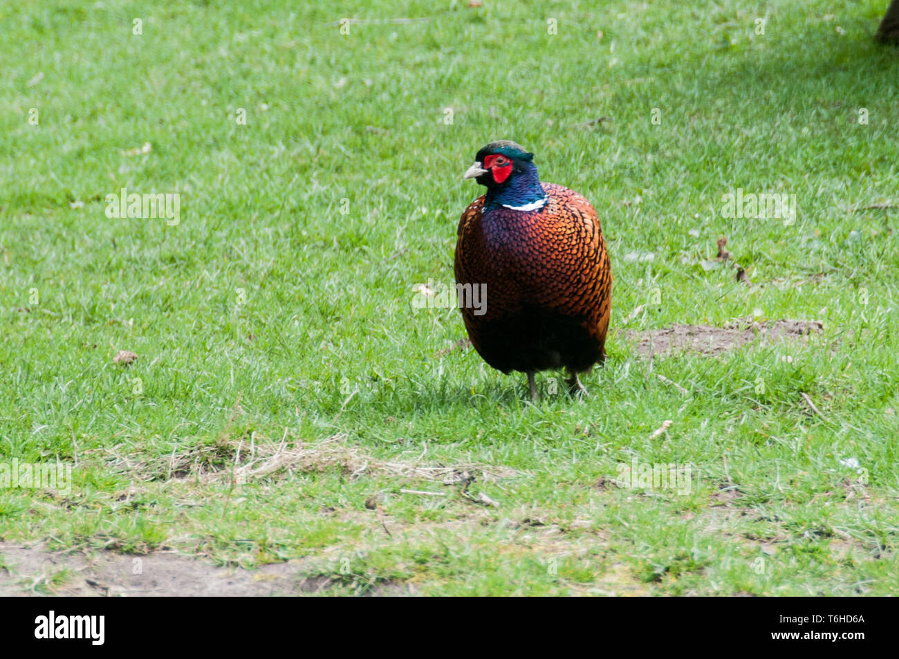 Um die UK-einsam Fasan auf dem Gras in der Nähe der Ruinen von Wycoller Hall. In einer Reihe von Aufnahmen auf einem 7,5 km zu Fuß vom Vill Stockfoto