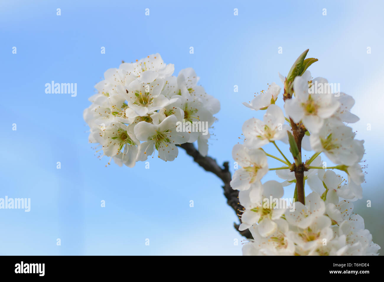 Prunus domestica (Blaumeise) Plum tree blossom Cluster Stockfoto