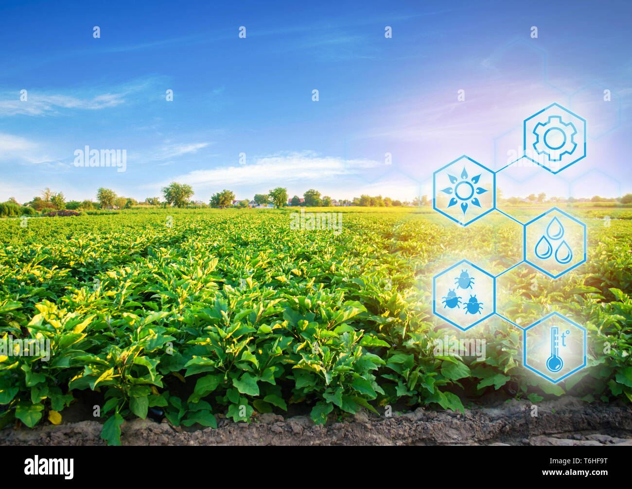 Auberginen in das Feld ein. Wissenschaftliche Arbeiten und die Entwicklung von neuen Methoden und der Auswahl der Sorten. Hohe Technologien und Innovationen in der Agroindustrie. Stockfoto
