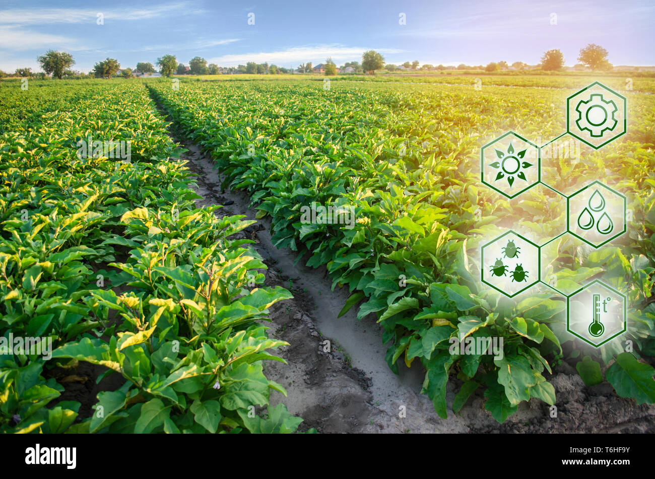 Auberginen in das Feld ein. Wissenschaftliche Arbeiten und die Entwicklung von neuen Methoden und der Auswahl der Sorten. Hohe Technologien und Innovationen in der Agroindustrie. Stockfoto