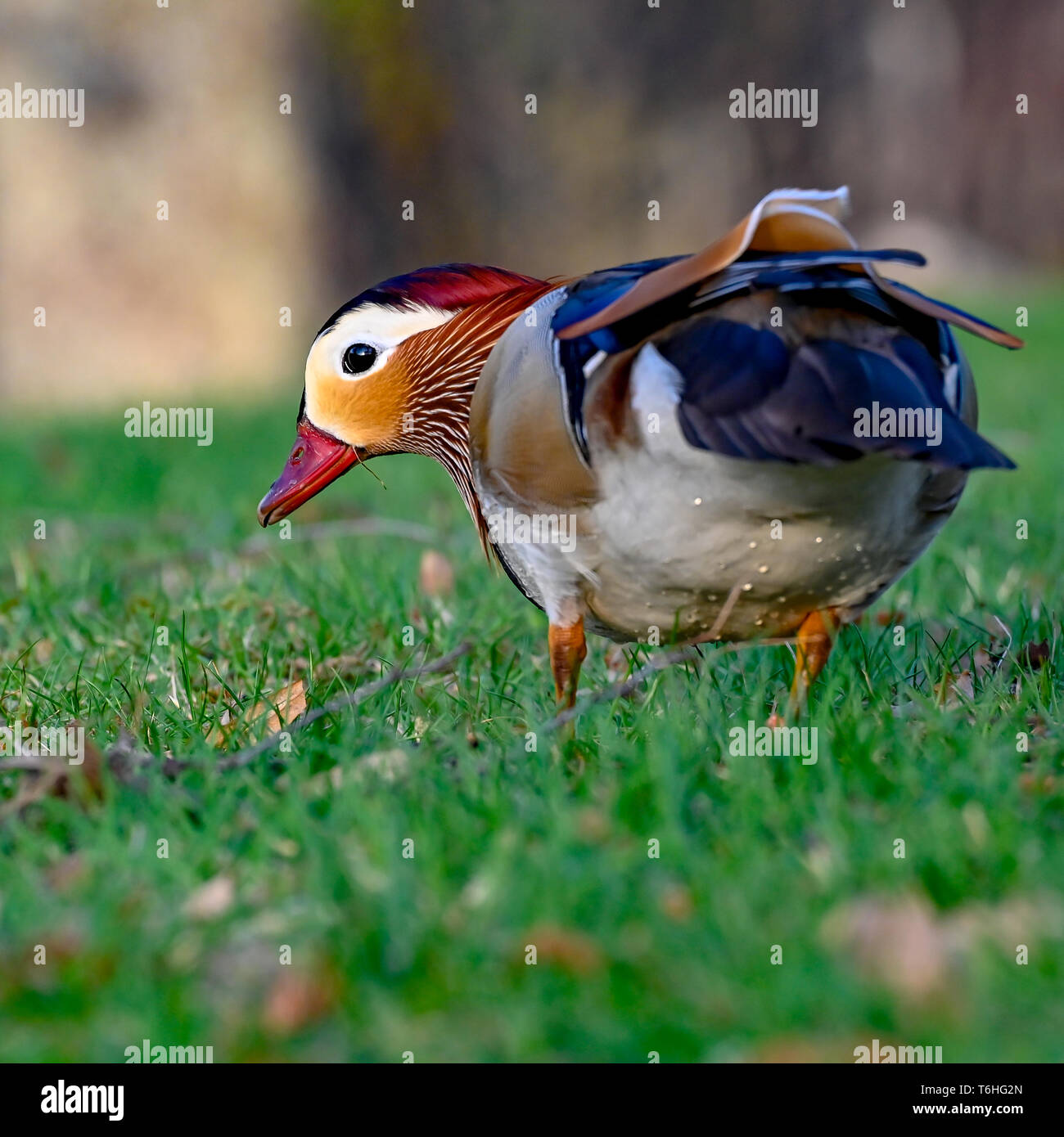 Mandarinente wandern im grünen Gras in Filipstad Stockfoto
