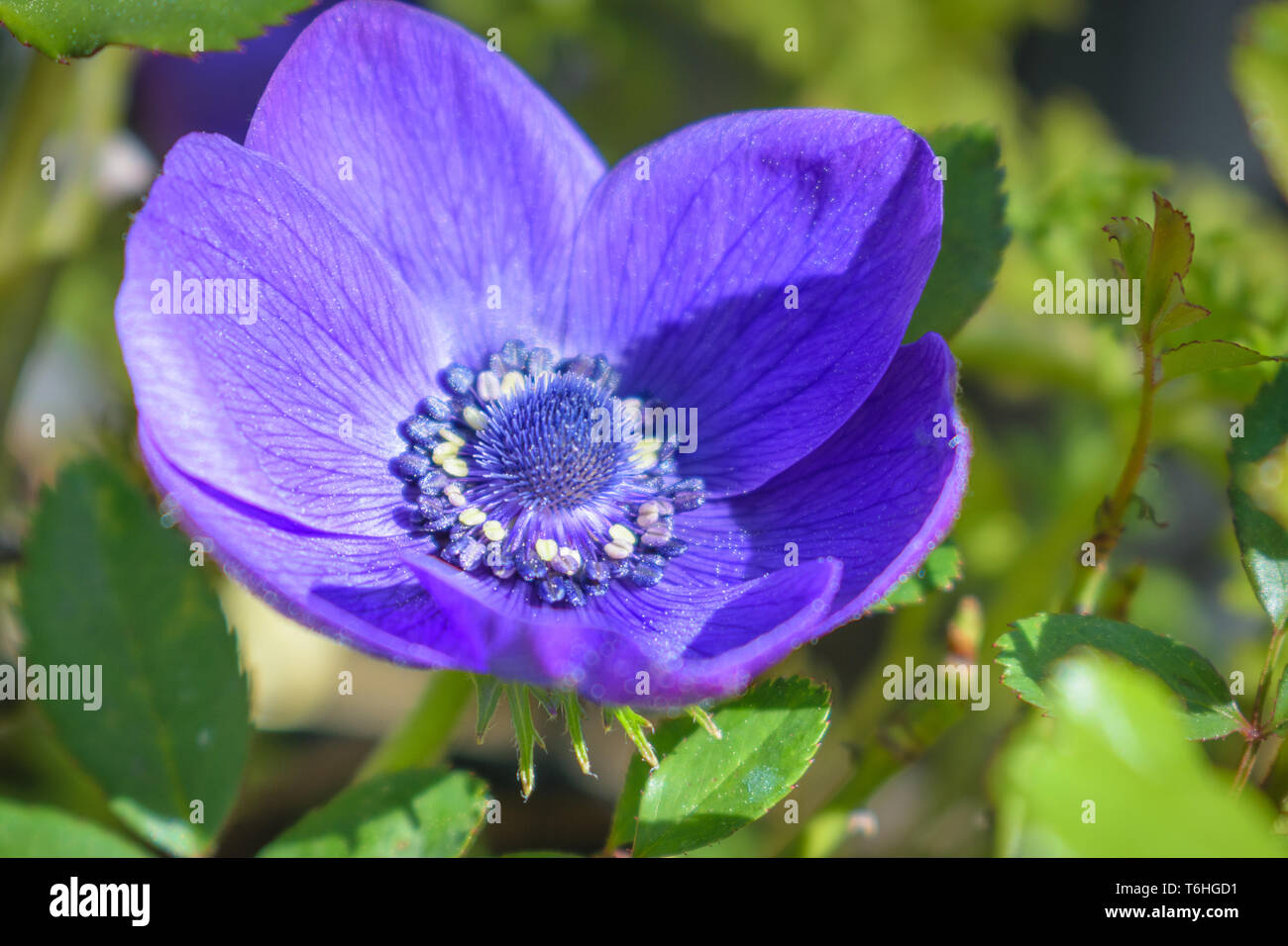 Lila Anemonen blühen Nahaufnahme, Detail Stockfoto