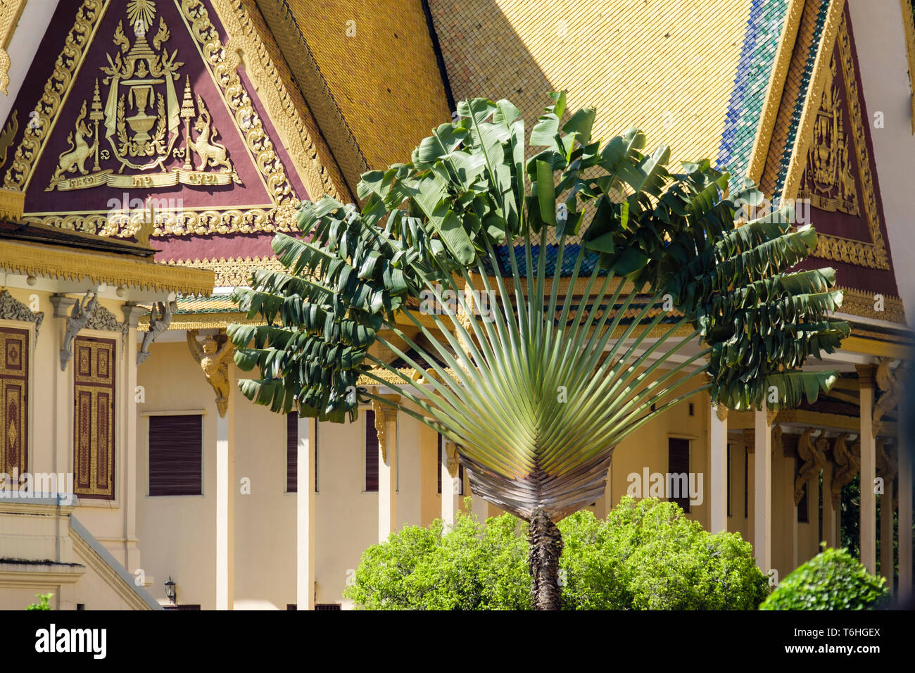 Reisende Palm Tree (Ravenala madagascariensis) und Gebäude inmitten einer Gartenanlage im Königlichen Palast Komplex. Phnom Penh, Kambodscha, Südostasien Stockfoto