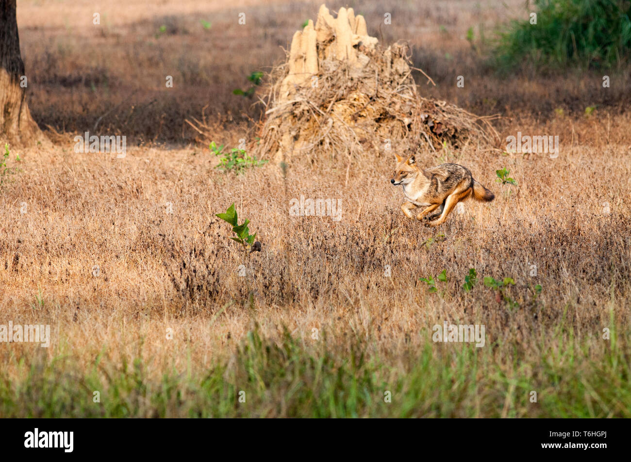 Jackle unterwegs Stockfoto