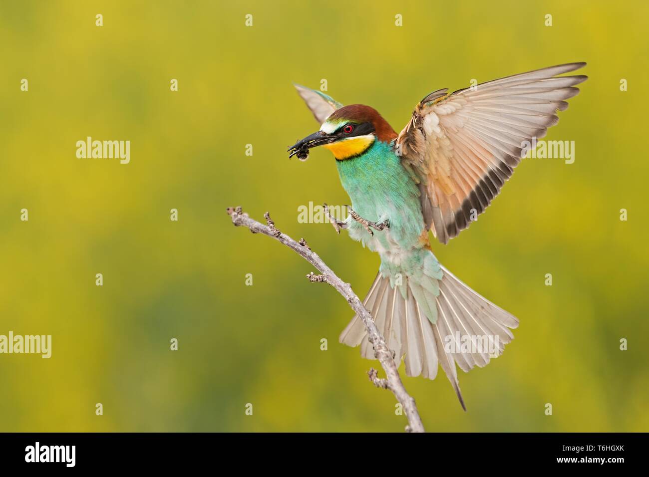 Bee-eater Landung auf einem Zweig mit Biene in Schnabel Stockfoto