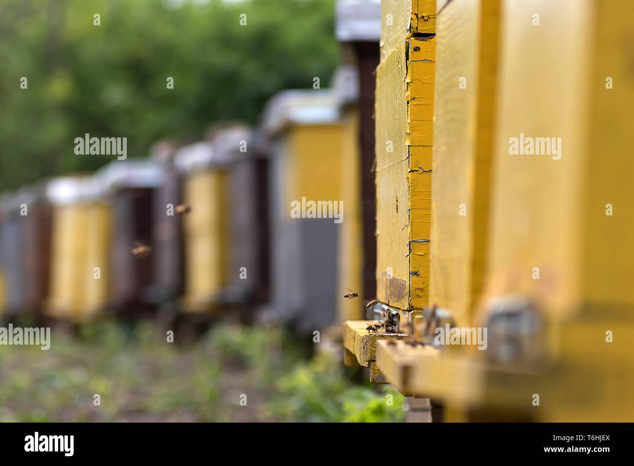 Bienenfarm auf dem Land bei Belgrad. Serbien Stockfoto