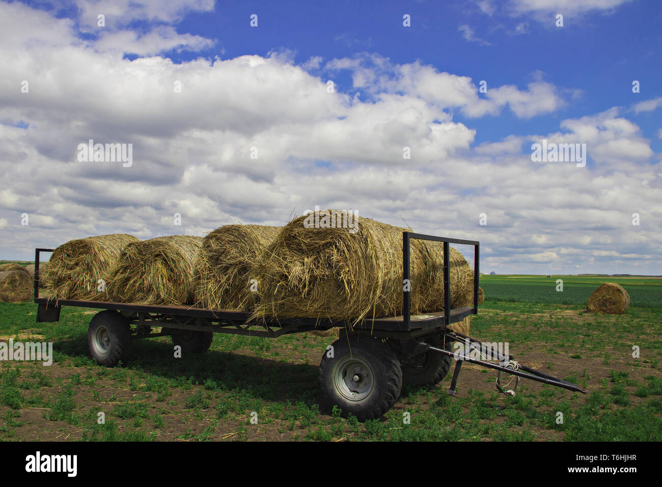 Heu-Walzen auf den Feldern Serbiens sind transportbereit, einige davon sind bereits auf einen Traktoranhänger geladen, was das ländliche Leben in der Landwirtschaft veranschaulicht Stockfoto
