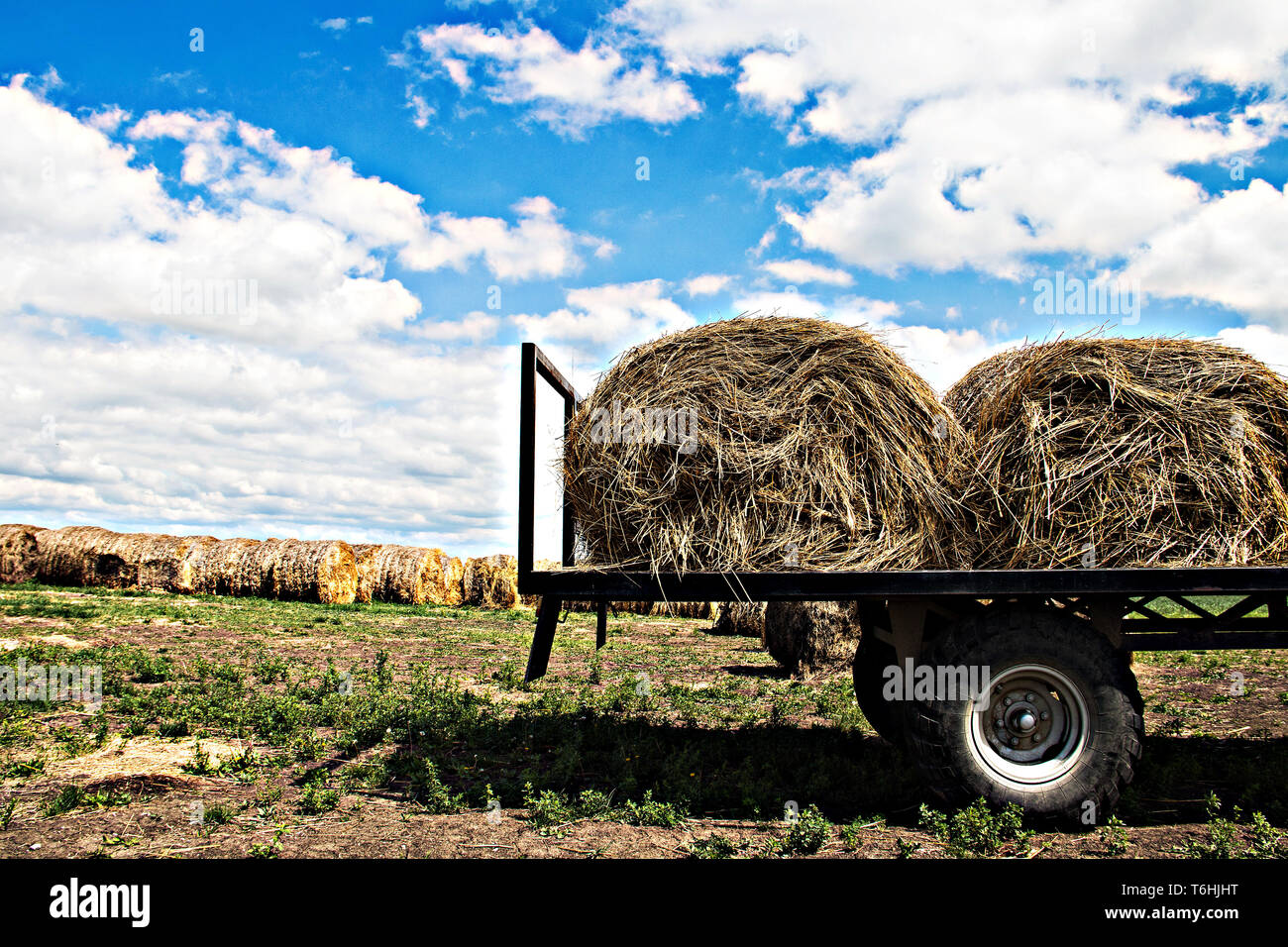 Heu-Walzen auf den Feldern Serbiens sind transportbereit, einige davon sind bereits auf einen Traktoranhänger geladen, was das ländliche Leben in der Landwirtschaft veranschaulicht Stockfoto